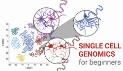 Picture of Single-cell genomics for beginners