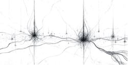 Picture of Fundamentals in Neuroscience