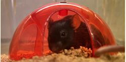 Picture of Laboratory Animal Science